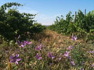 vino natural